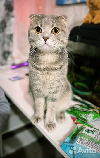 Шотландская кошка вязка