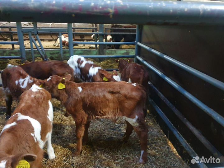 Бычки телят бесплатная доставка