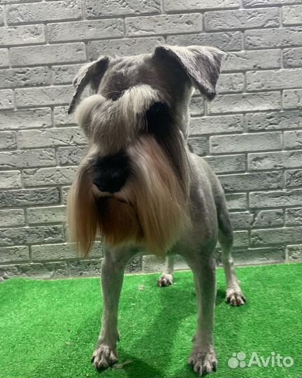 Тримминг собак разных пород