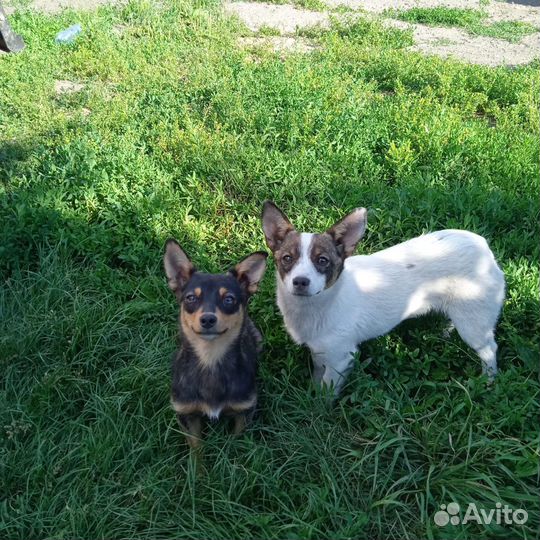 Собака девочка 7 мес стерилизована