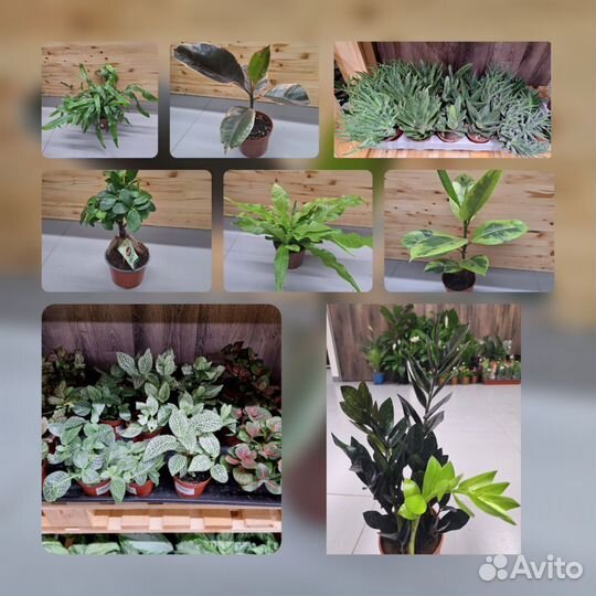 Кодиеум кротон