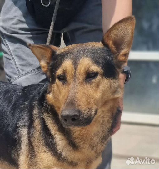 Найда ищет дом