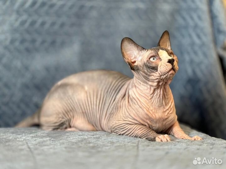 Канадский сфинкс