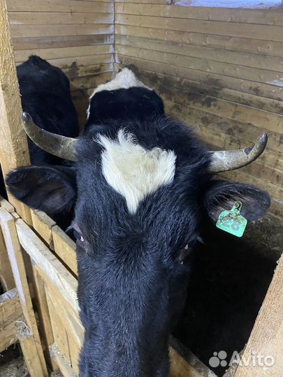 Продам нетелей 4 головы