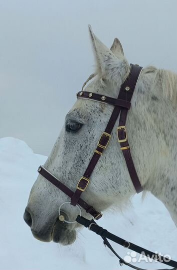 Пошив амуниции для лошадей, собак и др. животных
