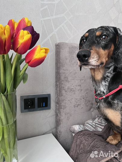 Вязка кобель такса