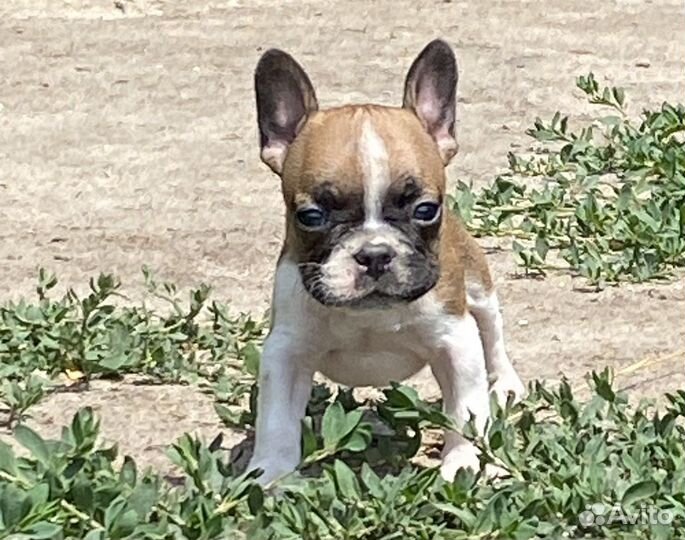 Французы карапузы