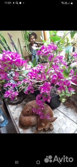 Бугенвиллея