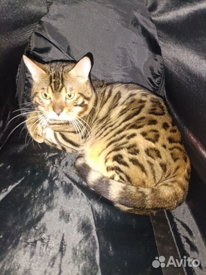 Бенгальская