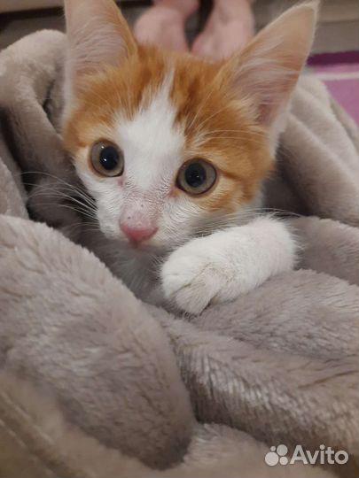 Рыжий котенок в добрые руки