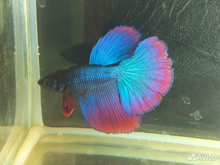 Петушки рыбки