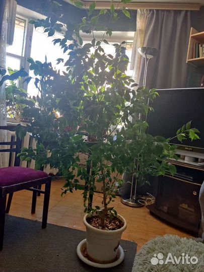 Фикус бенджамина