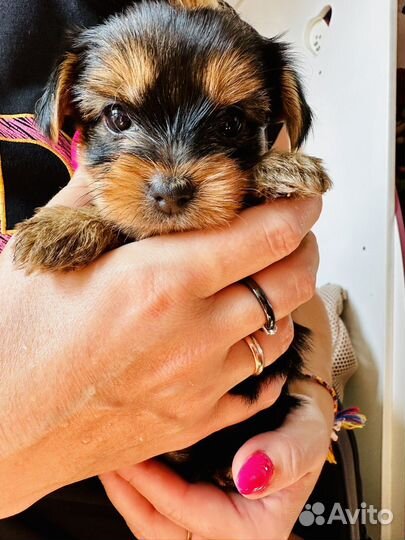 Йоркширский терьер щенки