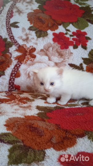 Кошки в добрые руки бесплатно