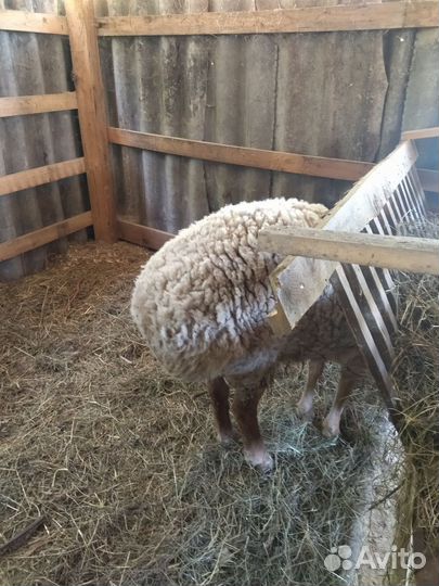 Баран гиссар