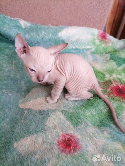 Донской сфинкс