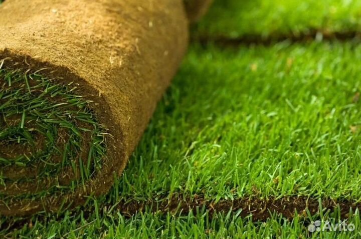 Рулонный газон с реализацией