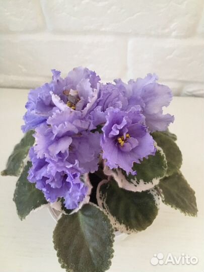 Фиалки: детки