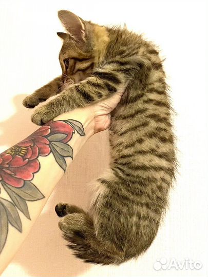Котенок/девочка 3 месяца
