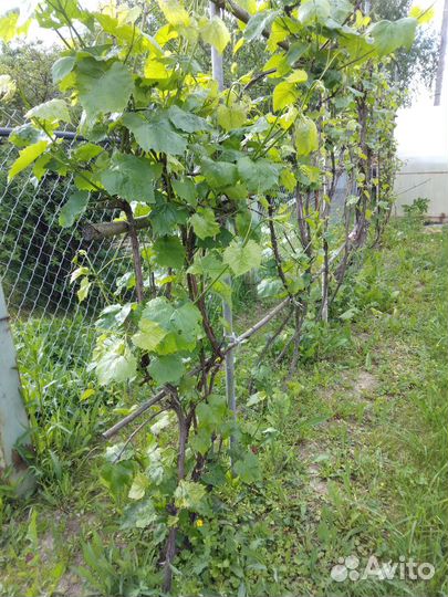 Саженцы винограда изабелла