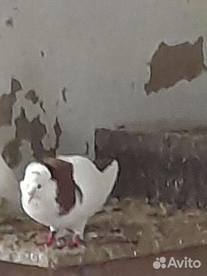 Голуби армянский