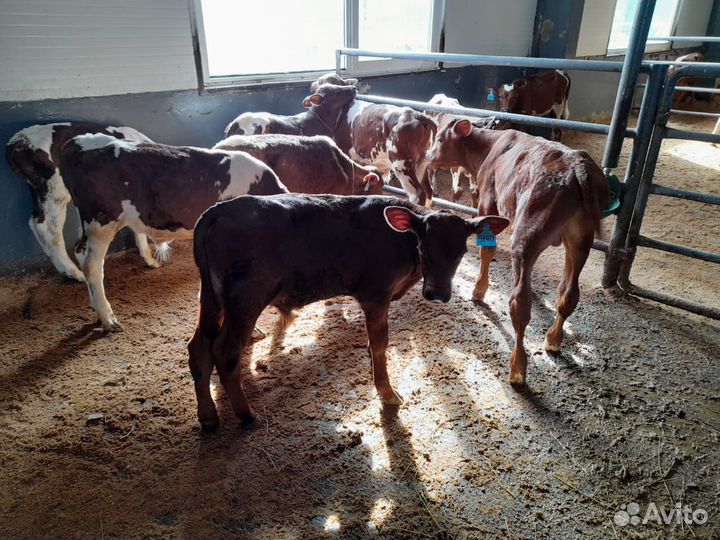 Бычки на откорм
