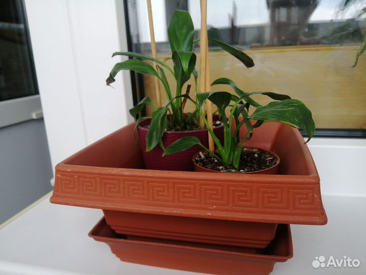 Горшок для цветов