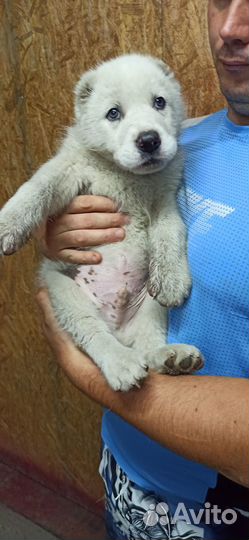 Предлагаем очаровательных щенков сао(Алабай)