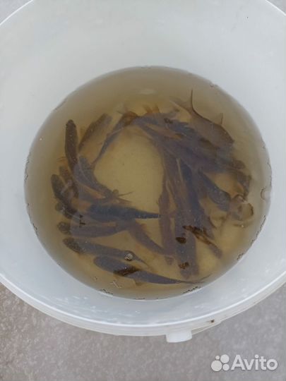 Живец плотва