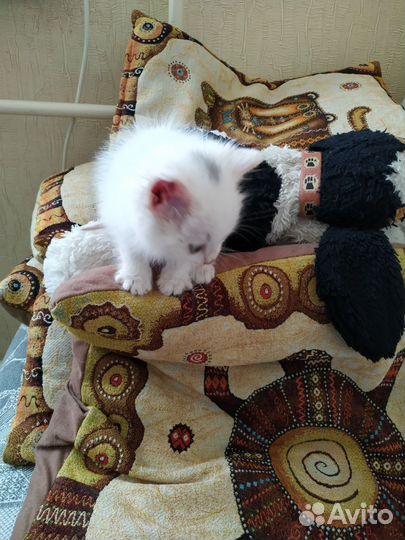 Котëнок в дар