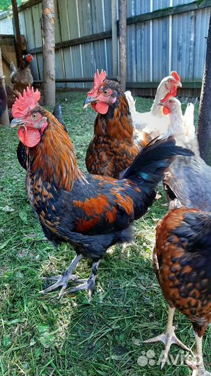 Молодые петушки