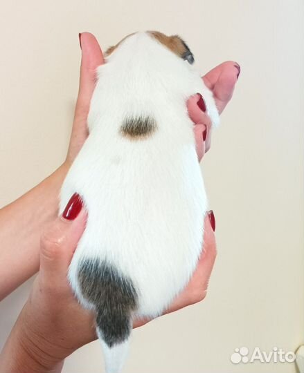 Щенки чихуахуа мальчики и девочки