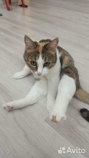 Кошки в добрые руки