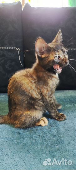 Котята, отдам бесплатно