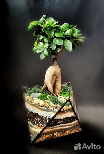 Флорариум Бонсариум