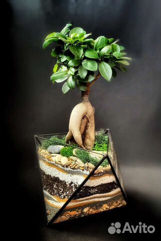 Флорариум Бонсариум