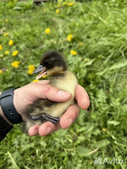 Утята подсадной утки