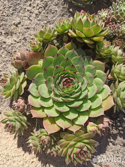 Молодило или каменная роза (улица, дом)