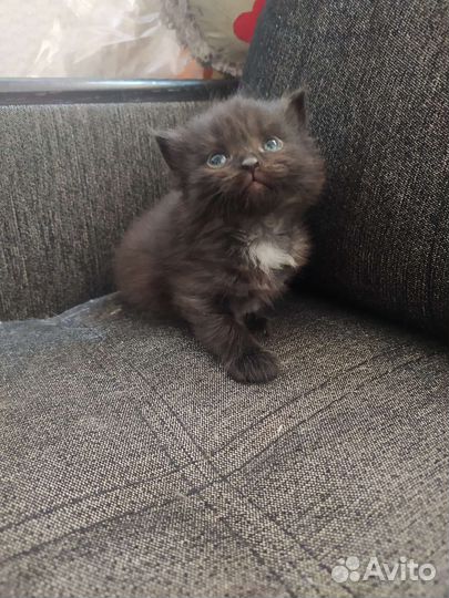 Котенок в добрые руки