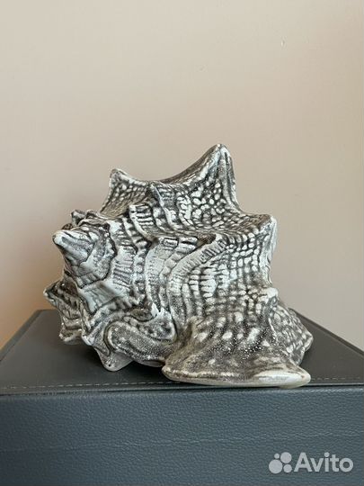 Ракушка морская большая