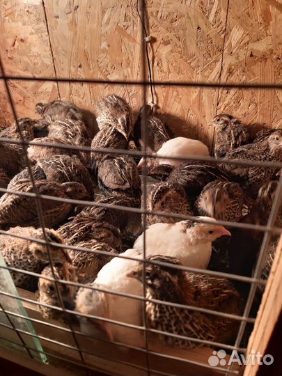 Перепел эстонский