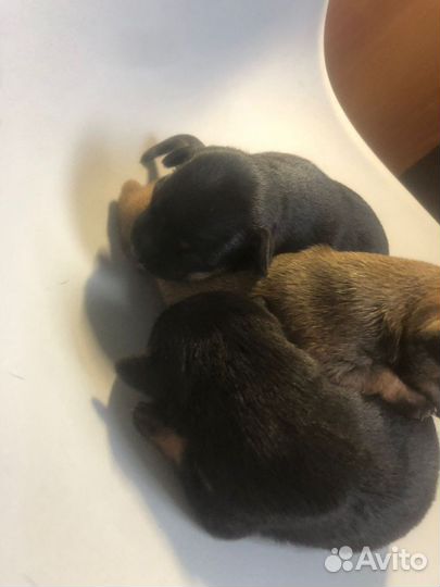 Той-терьер щенки