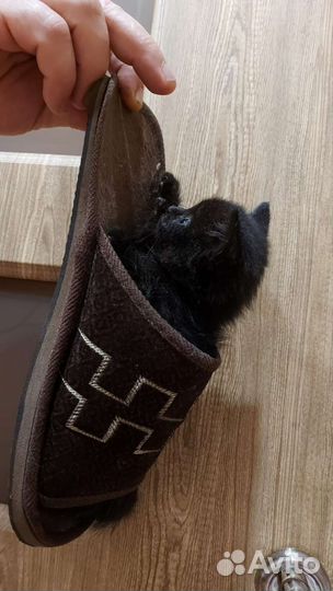 Кошка в дар