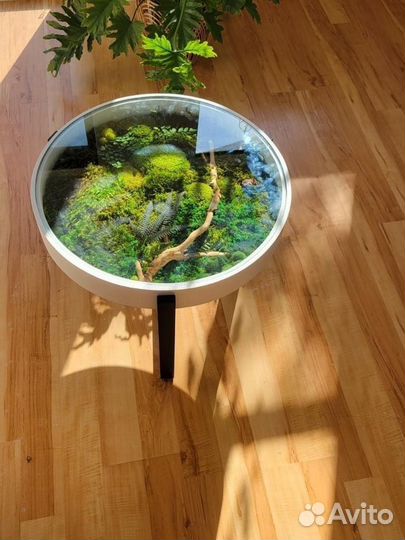 Стабилизированный мох