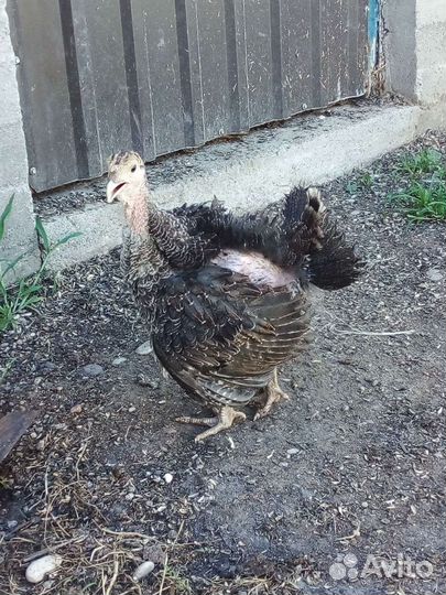 Индюки индюшата