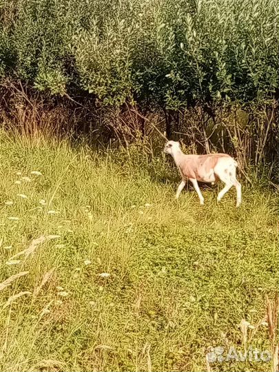 Катумские барашки 100%