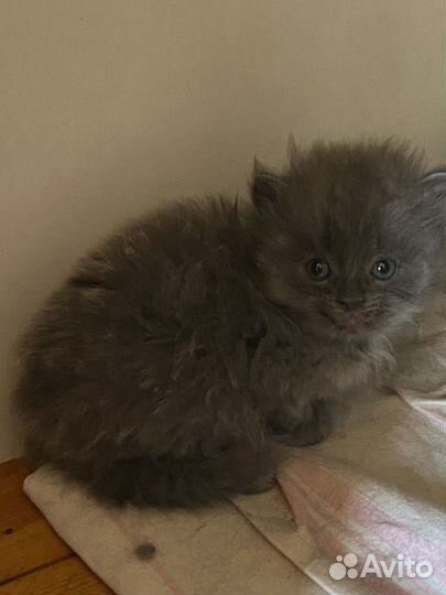 Котята от сибирской голубой