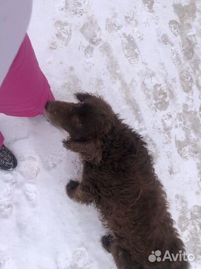 Спаниель в добрые руки