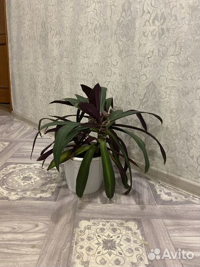 Комнатное растение рео