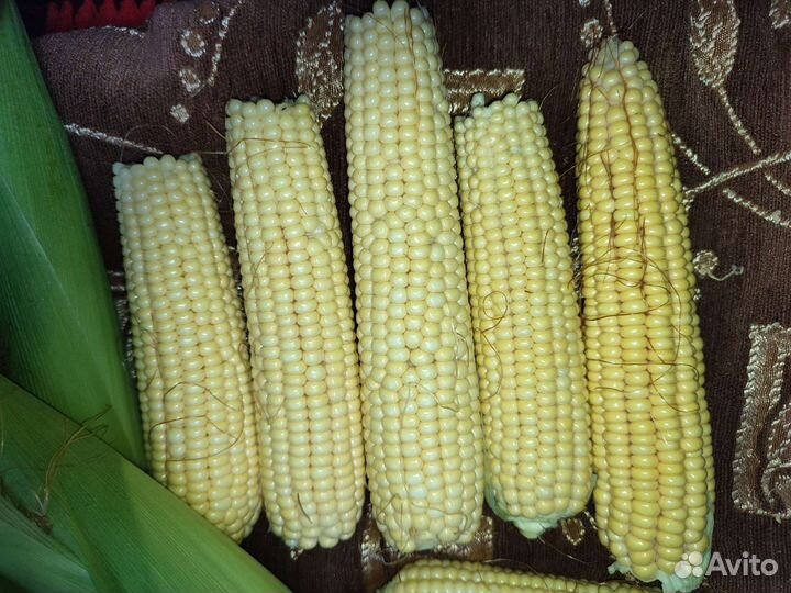 Кукуруза сладкая